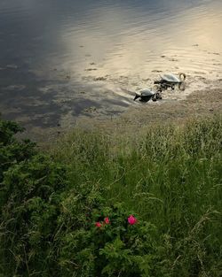 High angle view of bird on field