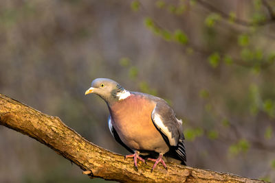 Close-up of bird perching on branch