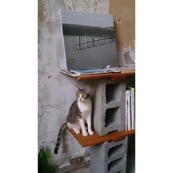 domestic cat