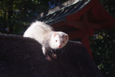 Close-up of ferret at a shrine