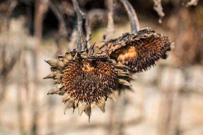 Close-up of wilted plant