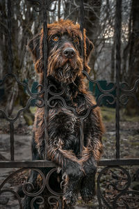 Big brown shaggy guard dog