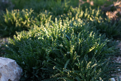 Close-up of plants growing on field