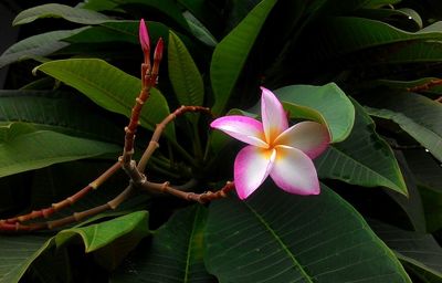 Close-up of pink flowering plant with leaves