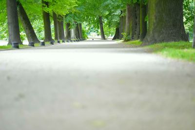 Surface level of road amidst trees in park