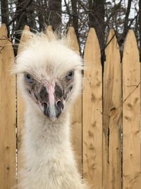 Close-up portrait of a cat