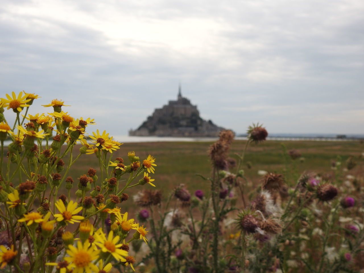 VIEW OF WHITE FLOWERING PLANTS AGAINST CLOUDY SKY