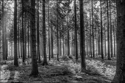 Trees in forest
