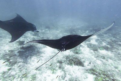 Fish swimming in sea