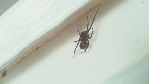 Close-up of insect on wall