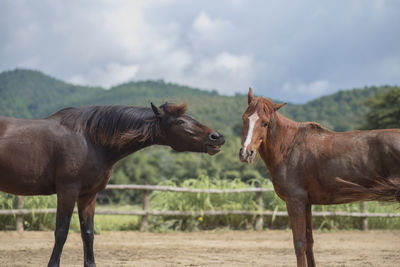 Horses standing in ranch