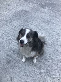 High angle portrait of dog standing outdoors