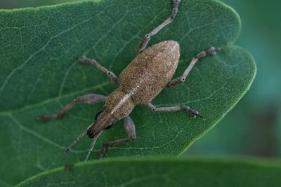 Close-up of insect on leaf