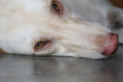 Close-up portrait of dog lying down