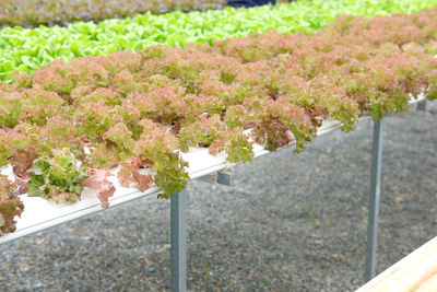High angle view of pink flowering plants by railing