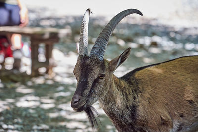 Close-up of deer