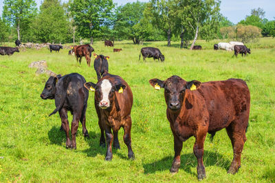 Cows on field