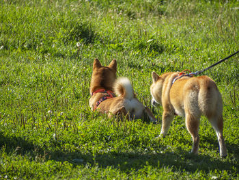 Dogs on grassy field