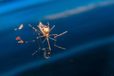 Close-up of spider