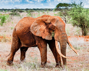 Elephants drinking water