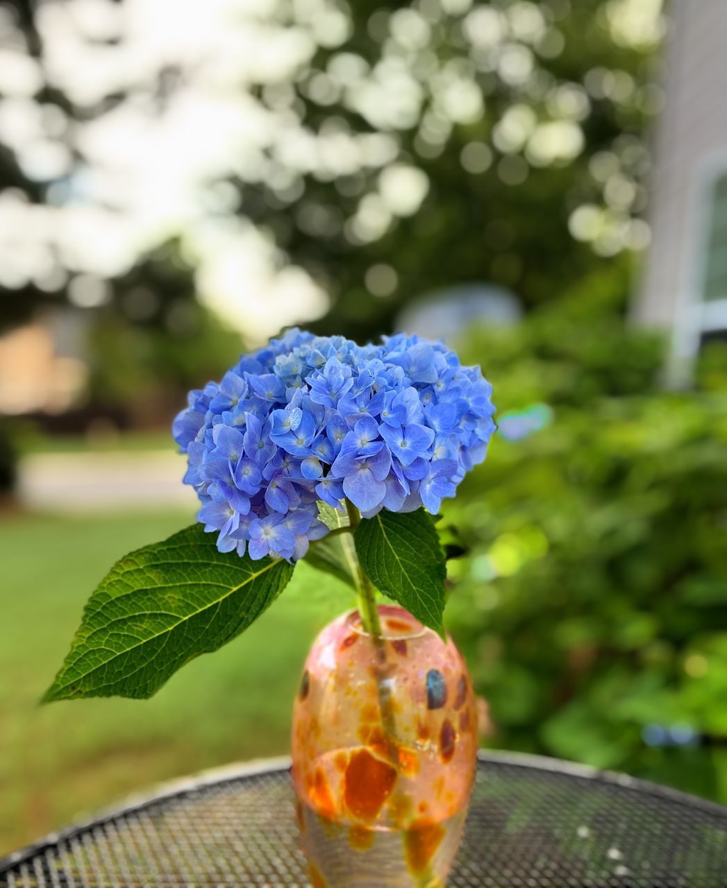 CLOSE-UP OF BLUE FLOWER IN VASE