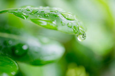 Close-up of water drops on leaf