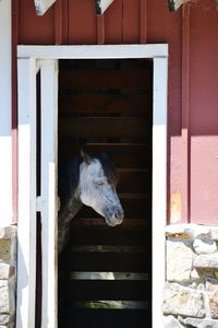 Side view of horse standing in stable