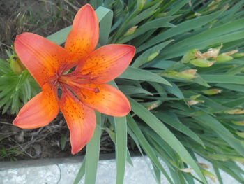 Close-up of day lily blooming outdoors