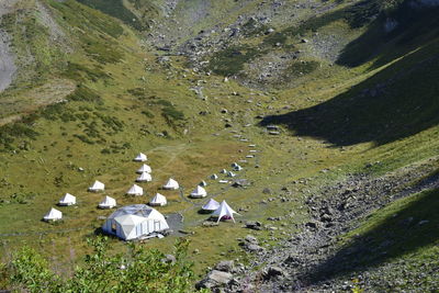 High angle view of sheep on field