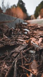 Close-up of fallen leaves on land in forest