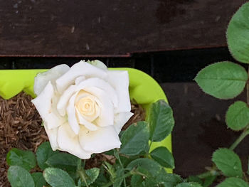High angle view of rose roses on plant