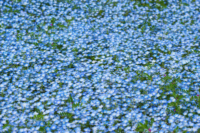 Full frame shot of blue flowering plants