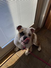 Portrait of dog on floor at home