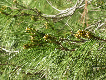 Close-up of lizard on plant