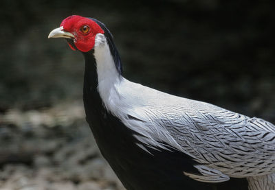 Close-up of a bird