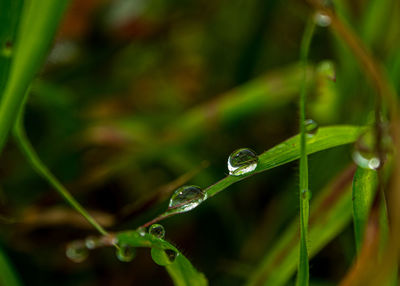 Close-up of water drops on blade of grass