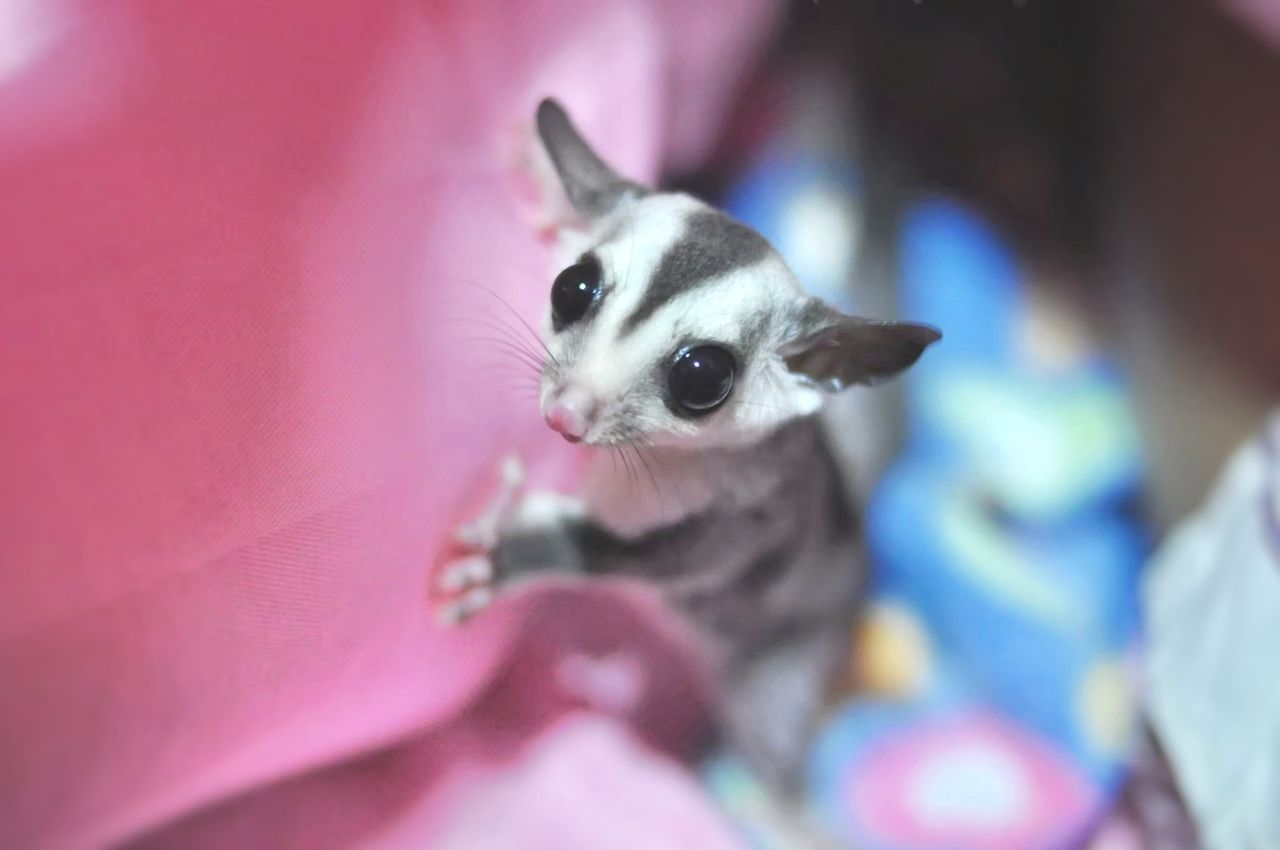 animal themes, animal, mammal, one animal, pet, domestic animals, lap dog, cute, no people, close-up, young animal, portrait, looking at camera, selective focus, rodent, indoors, animal body part, chihuahua, pink