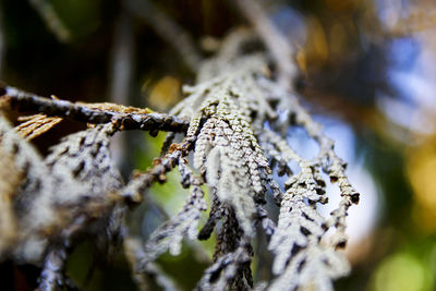 Close-up of frozen tree branch