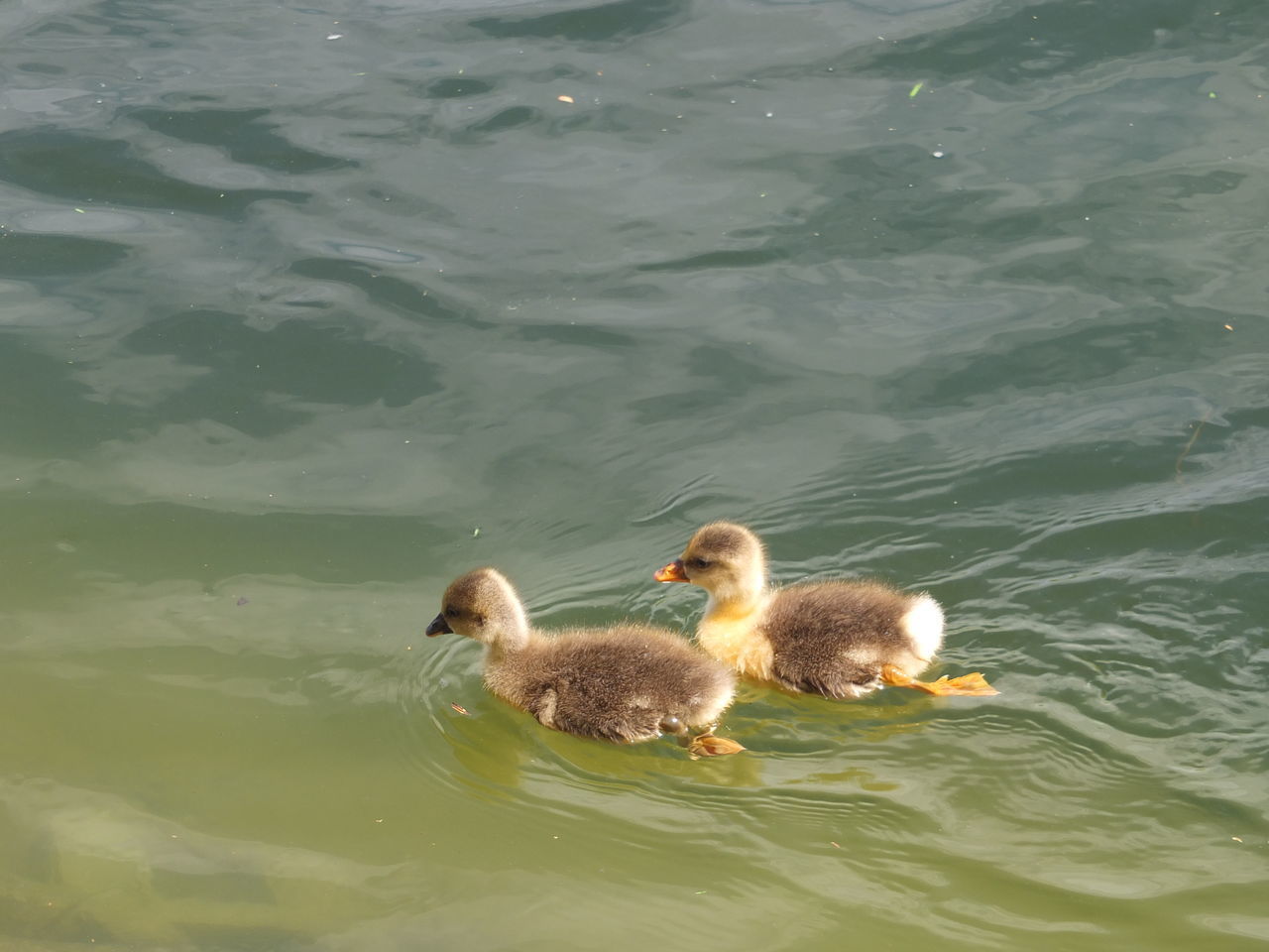 HIGH ANGLE VIEW OF MALLARD DUCK SWIMMING IN LAKE