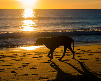 Horse standing on beach during sunset