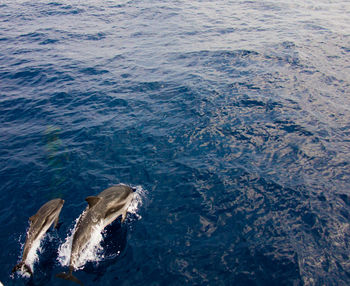 High angle view of crab swimming in sea