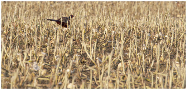 View of crop in field
