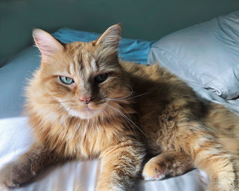 Portrait of cat lying down on bed