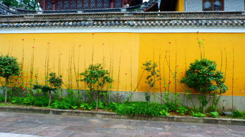 Yellow flowers on wall of building