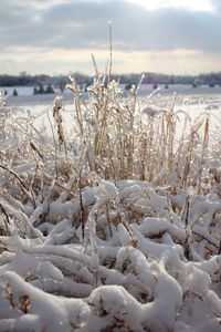 Scenic view of snow covered landscape