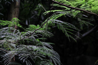 Close-up of pine tree