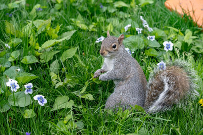 View of squirrel on field