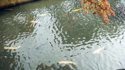 High angle view of fish swimming in lake