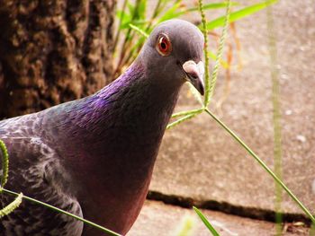 Close-up of pigeon