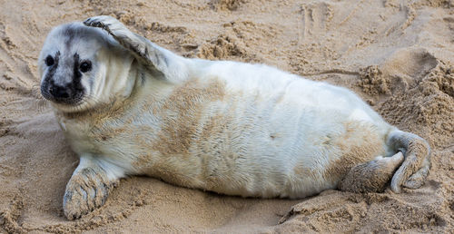 Close-up of dog lying on sand